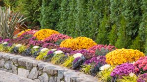 Mums used in colorful Cincinnati garden pathway for fall