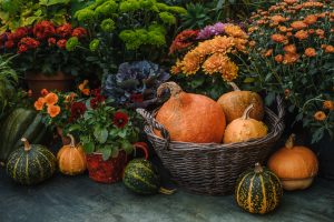 fall plants, cincinnati, ohio