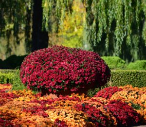 fall garden with chrystanthemums and willow