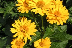 False Sunflower, heliopsis