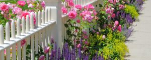 roses and lavender in garden