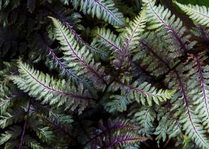 Lush ferns adding texture and grace to shaded areas in Cincinnati gardens.