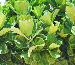 Indoor Plant, Fiddle Leaf Fig, Cincinnati, Ohio