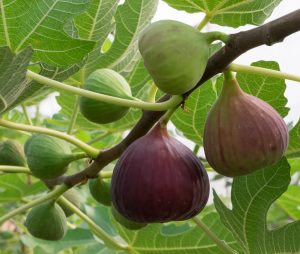 Specialty fruit plants for adventurous gardeners, including persimmons, figs, mulberries, paw paws, and goji berries, offering unusual flavors and standout edible garden interest.