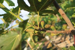 violette de bordeaux fig tree with its fruits.