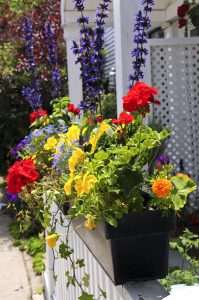 Window boxes with trailing vines and seasonal flowers in Cincinnati Ohio home entry