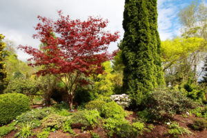 focal point with maple tree and evergreens