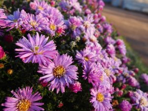 frost on plants from cold temperatures