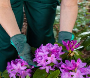 garden coach serving cincinnati, mason, and loveland, ohio