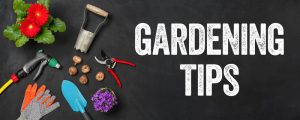 gardening tools on a dark background