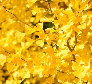 ginkgo tree close up