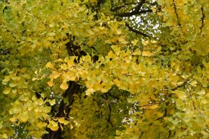 Ginkgo Tree with Yellow Foliage