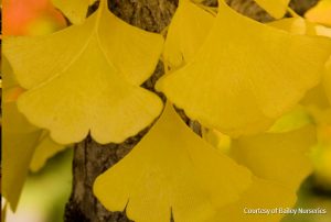 Autumn Gold Ginkgo Tree Leaf