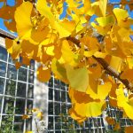 Princeton Sentry Ginkgo with golden yellow fall leaves