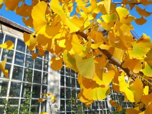 Princeton Sentry Ginkgo with golden yellow fall leaves