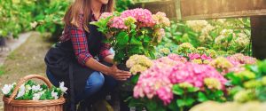 Hydrangea blooming in Cincinnati garden with pink flowers in alkaline soil