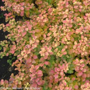 Glow Girl Spirea