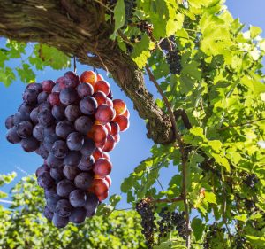 Climbing fruit plants for gardeners featuring seedless grape vines and kiwi vines suited for trellises, fences, and arbors in sunny garden spaces.
