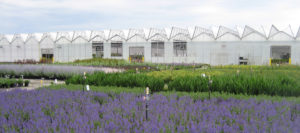 Natorp's Plant Nursery in Cincinnati, Ohio