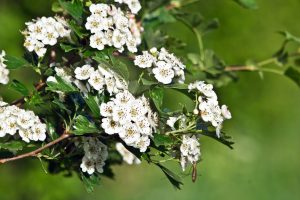 hawthorn tree growing on natorps nursery