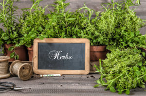 Vietnamese coriander, a spicy herb for Cincinnati herb gardens.
