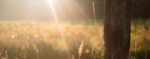 tree background with field