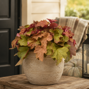 coralbells in fall garden in Mason, Ohio