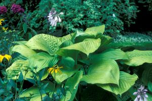 hostas in garden in Cincinnati, Ohio