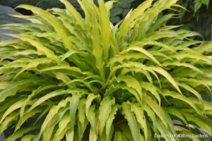 Curly Fries Hosta in Cincinnati, Ohio