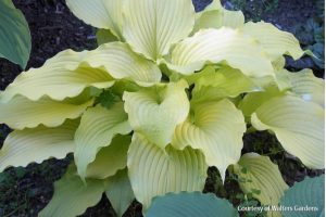 Dancing Queen Hosta in Cincinnati, Ohio