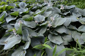 Hosta in Cincinnati, Ohio