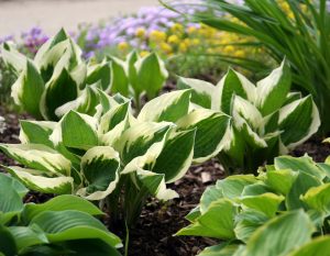 perennial plants in cincinnati, ohio