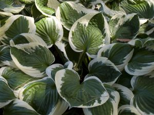 patriot hosta west chester, ohio