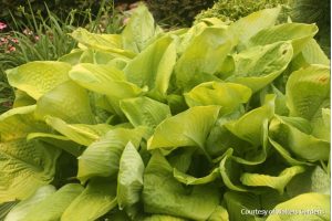 Hosta near Loveland, Ohio