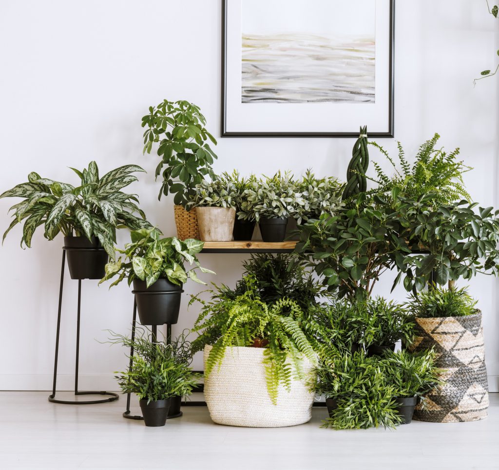 10-tips-on-bringing-plants-inside-for-winter-natorps