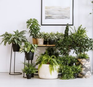 Tropical plants placed in a well-lit indoor area to adjust to winter conditions