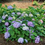 compact hydrangea for small garden or container in Cincinnati