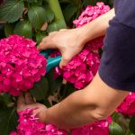 hydrangeas in Cincinnati garden landscape with morning sun and partial shade