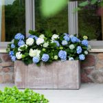hydrangea container garden on patio in Cincinnati Ohio