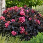 Eclipse hydrangea with dark purple foliage and bright blooms in Cincinnati garden
