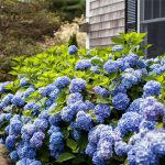 Endless Summer hydrangea blue and pink blooms in Cincinnati garden