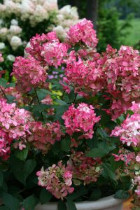 Firelight Hydrangea