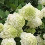 panicle hydrangea tree with green white blooms in sunny garden
