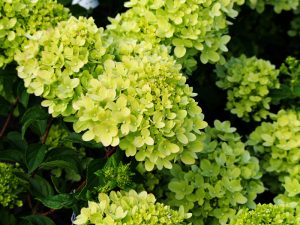 Little Lime Hydrangea in garden