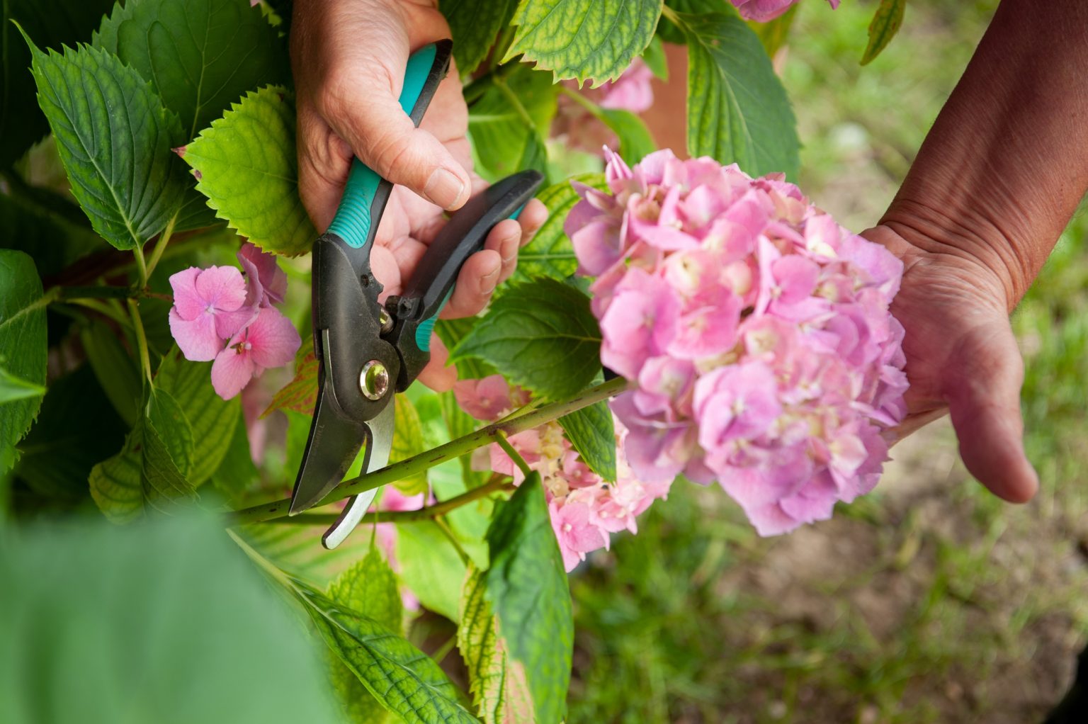 How to Prune Hydrangeas: An Easy Guide by Type