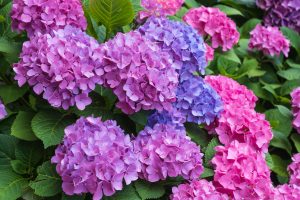 different kinds of hydrangeas