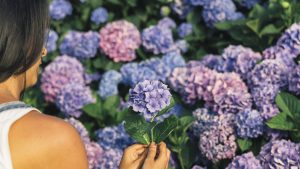 gardener holding hydrangea plant