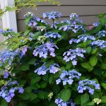 Twist and Shout lacecap hydrangea in Cincinnati shade garden