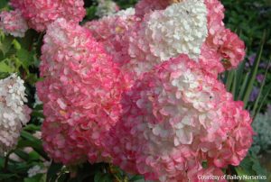 Vanilla Strawberry Hydrangea