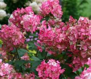 Fire Light Hydrangea, Cincinnati, Ohio